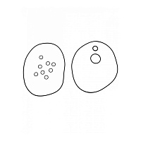 Комплект уплотниительного кольца Grundfos Kit, O-ring CR95 EPDM D22, 99262378